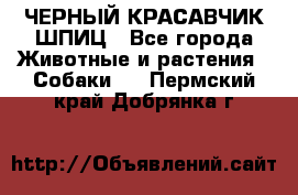 ЧЕРНЫЙ КРАСАВЧИК ШПИЦ - Все города Животные и растения » Собаки   . Пермский край,Добрянка г.